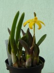 Laelia bradei.JPG