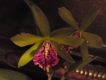 DSC01456.JPG
