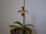 Paphiopedilum coccineum.JPG