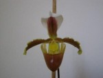 Paphiopedilum coccineum (7).JPG