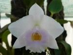 Laelia alaorii2a.JPG