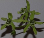 coelogyne3kvety.JPG