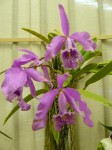 Cattleya maxima.JPG