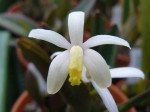 Laelia fournieri.JPG