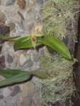 coelogyne.JPG