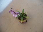 stenoglottis.JPG