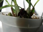 Maxillaria 002.jpg