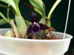 Maxillaria 014.jpg