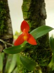 Maxillaria sophronitis.JPG