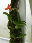 Maxillaria sophronitis rostlina.JPG