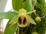 Coelogyne fimbriata.JPG