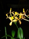 epidendrum.jpg