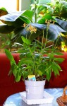 epidendrum2.jpg