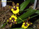 Oncidium eurycline.jpg