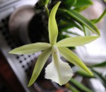 Brassavola nodosa.jpg