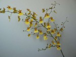 Oncidium sphacelatum_2.jpg