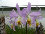 Laelia lucasiana2.JPG