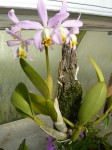 Laelia lucasiana.JPG