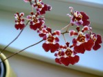 Oncidium Pink de Luxe_2.jpg