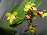 Dendrobium gracilicaule (6) – kopie.JPG