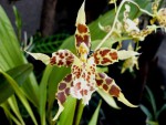 Odontoglossum hallii.jpg