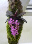 Schoenorchis fragrans.JPG