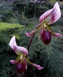 Paph. Cploratum.jpg