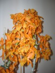 01 Dendrobium nobile stardust Fire Bird2.jpg