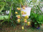 Cymbidium,květen 2009.JPG