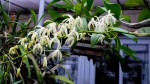 Dendrobium. speciosum.jpg