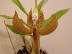 Cycnoches loddigesii (17).JPG