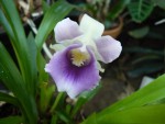 Cochleanthes. discolor.jpg