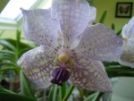 Vanda rotschildiana.jpg