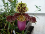 Paph. henryanum.JPG