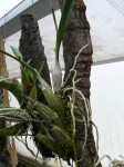 L. albida- rostlina.JPG