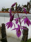 Barkeria scandens.JPG