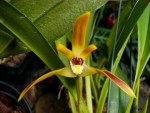 Maxillaria callichroma.jpg