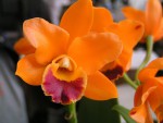 05 cattleya2.jpg