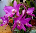 Laelia gouldiana.jpg