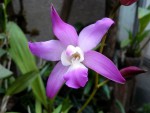 Laelia autumnalis.jpg