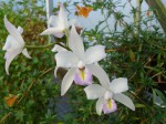 Laelia albida2.JPG