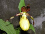 Cypripedium Sunny.jpg