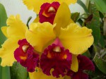 Blc. Tainan Gold ´Golden Canary.JPG