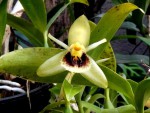 Coelogyne fimbriata.jpg