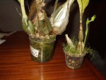 Calanthe.jpg
