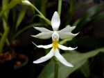 Calanthe triplicata.jpg