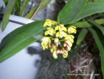 100_7127-2.JPG