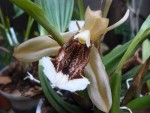 Coelogyne speciosa var. salmonicolor.jpg