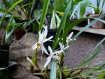 Coelogyne graminifolia.jpg