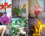 orchideje květen 20091.jpg